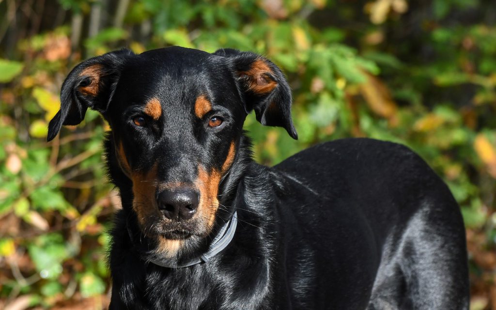 opis rasy beauceron