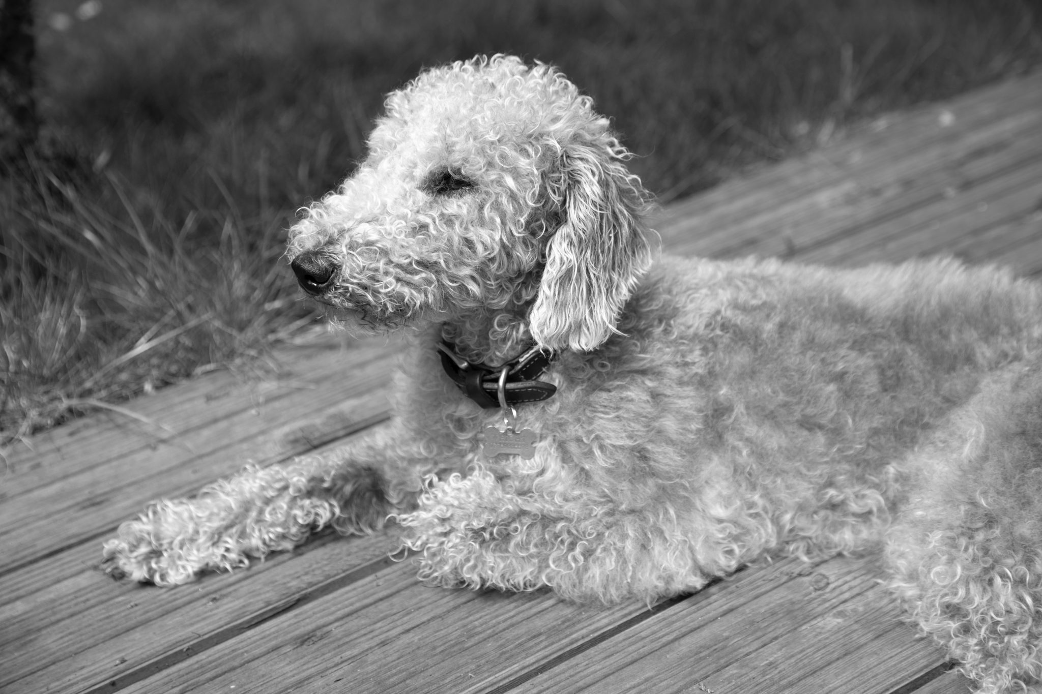 Opis rasy Bedlington Terrier charakterystyka, cechy i historia
