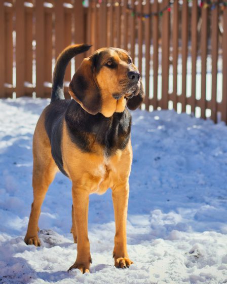 opis rasy bloodhound