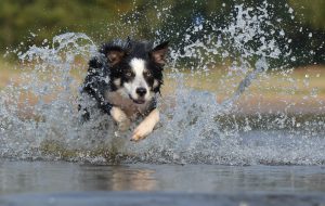 opis rady border collie