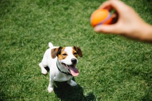 opis rasy jack russell terrier