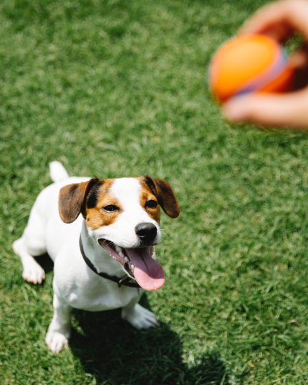 opis rasy jack russell terrier