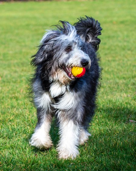 opis rasy bearded collie