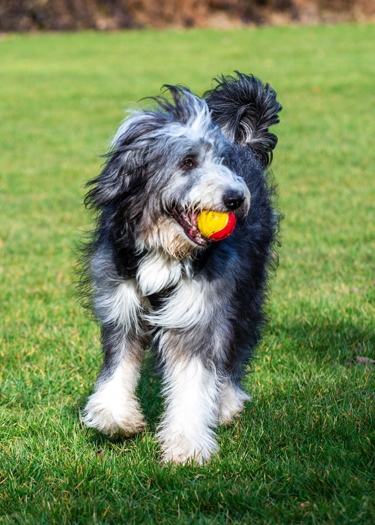 opis rasy bearded collie