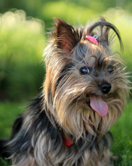 opis rasy yorkshire terrier