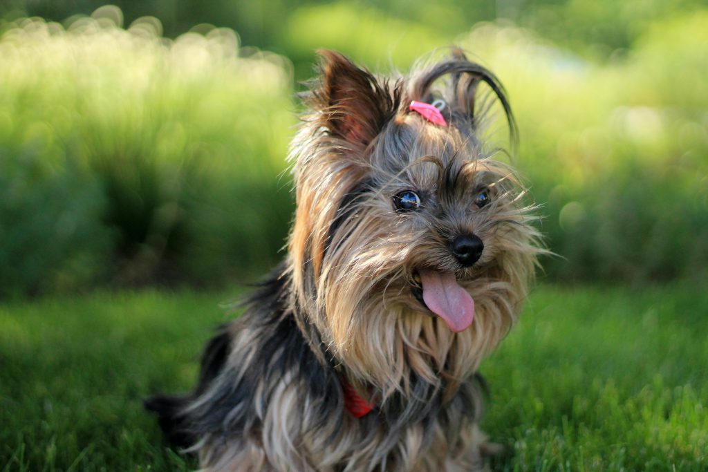 opis rasy yorkshire terrier