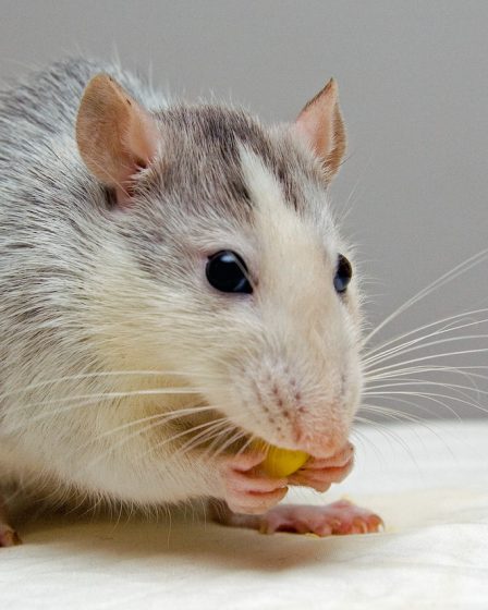 karmy dla szczura domowego